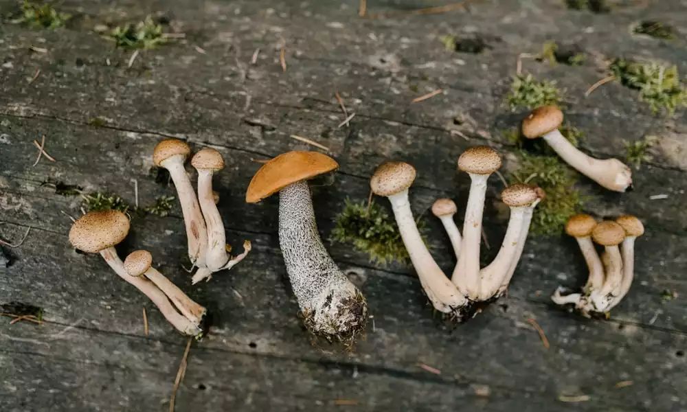 Mushroom growing